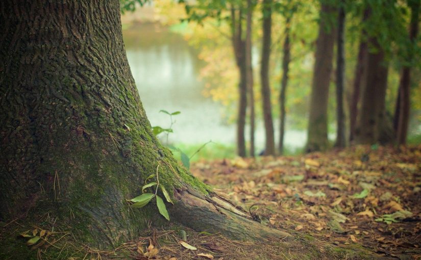 Piękny oraz {porządny zieleniec to nie lada wyzwanie, zwłaszcza jak jego pielęgnacją zajmujemy się sami.